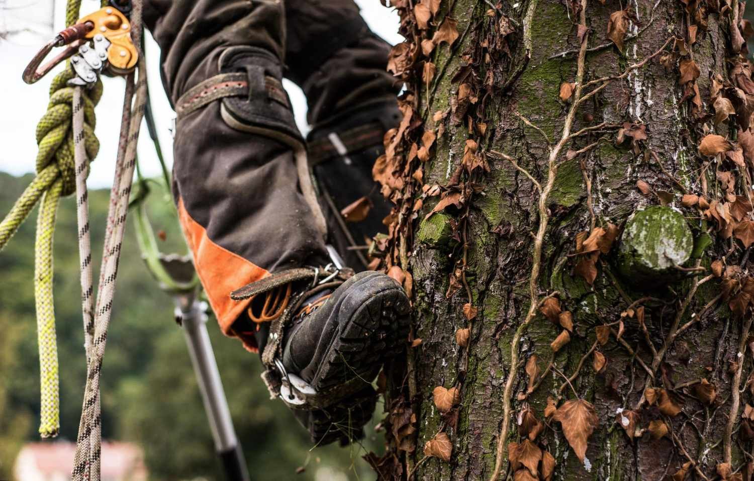 Elagage Taille Et Abattage D Arbres
