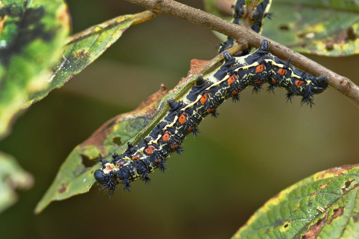 Lutte Biologique